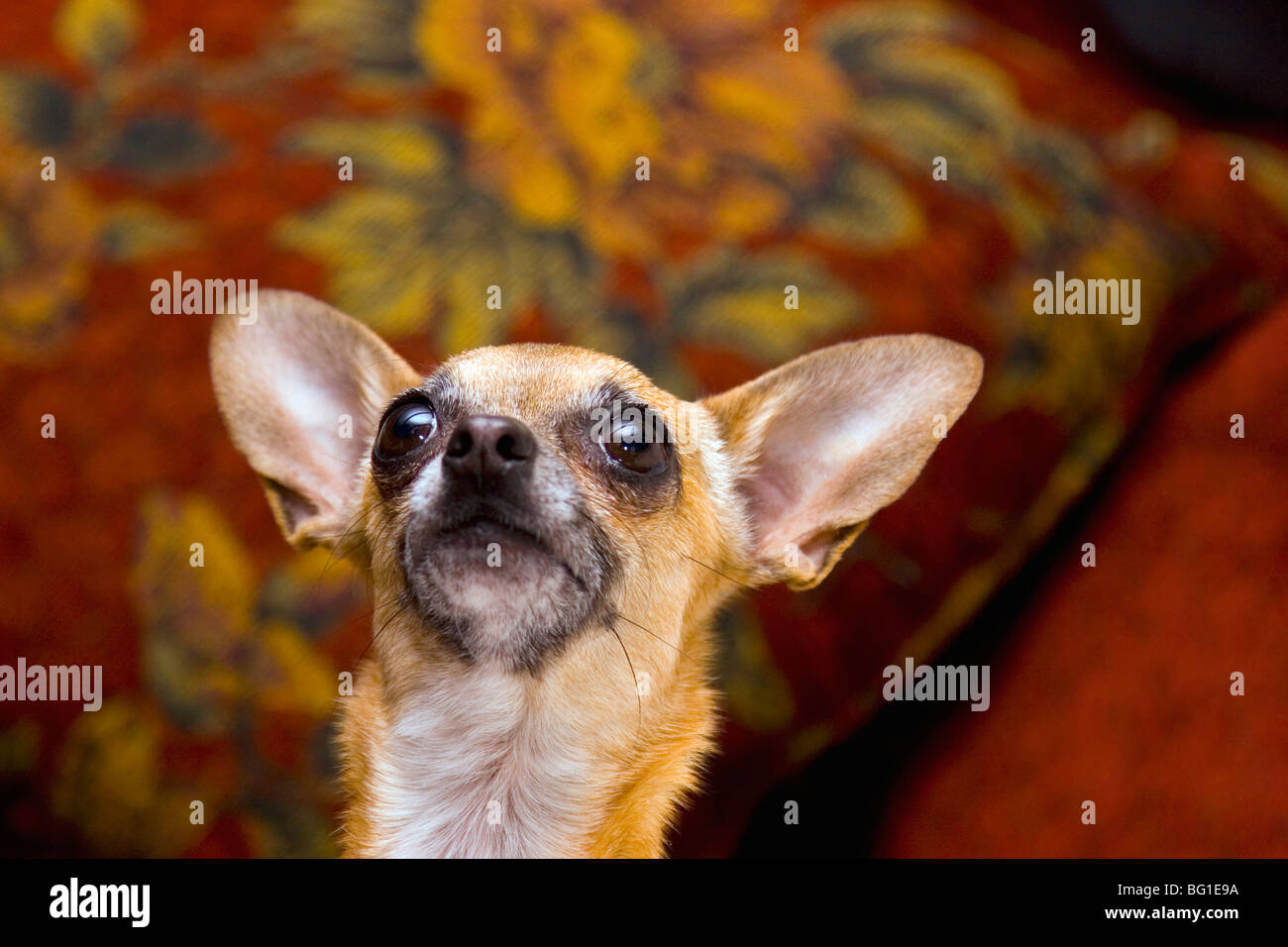 Chihuahua dog looking up Banque D'Images