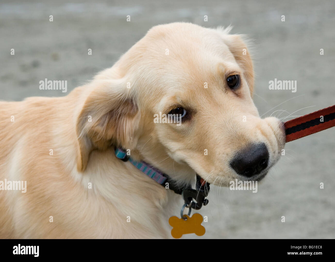 Chiot golden retriever mord laisse, funny funny animal chien Photo Stock -  Alamy