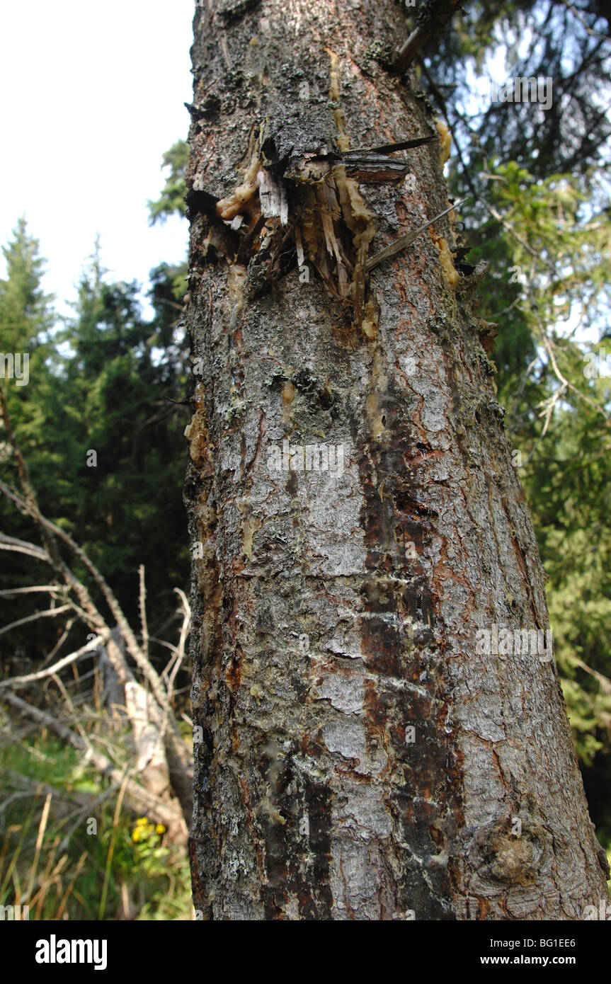 Un ours brun (ursus arctos) rayer ou rub tree dans les Bas Tatras en Slovaquie. Banque D'Images