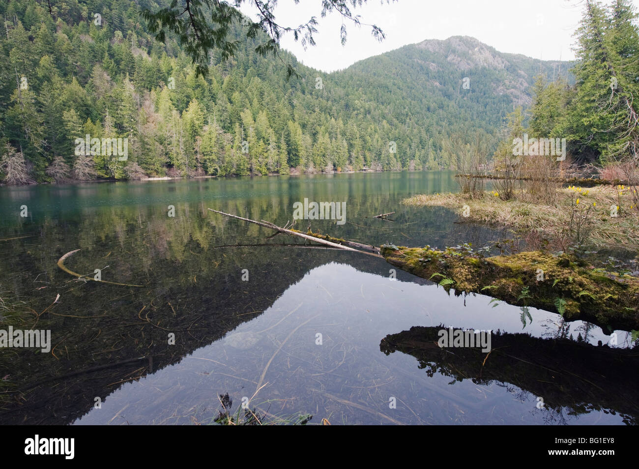 Un lac de MacMillan Provincial Park, l'île de Vancouver, Colombie-Britannique, Canada, Amérique du Nord Banque D'Images