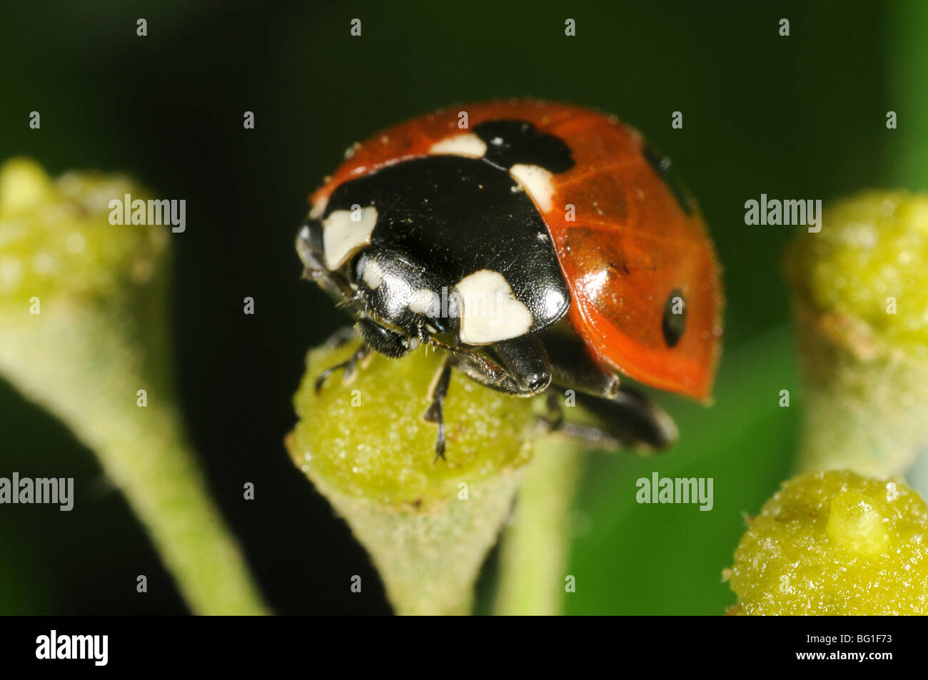 7-spot Coccinelle (Coccinella septempunctata) sur les fleurs de lierre Banque D'Images