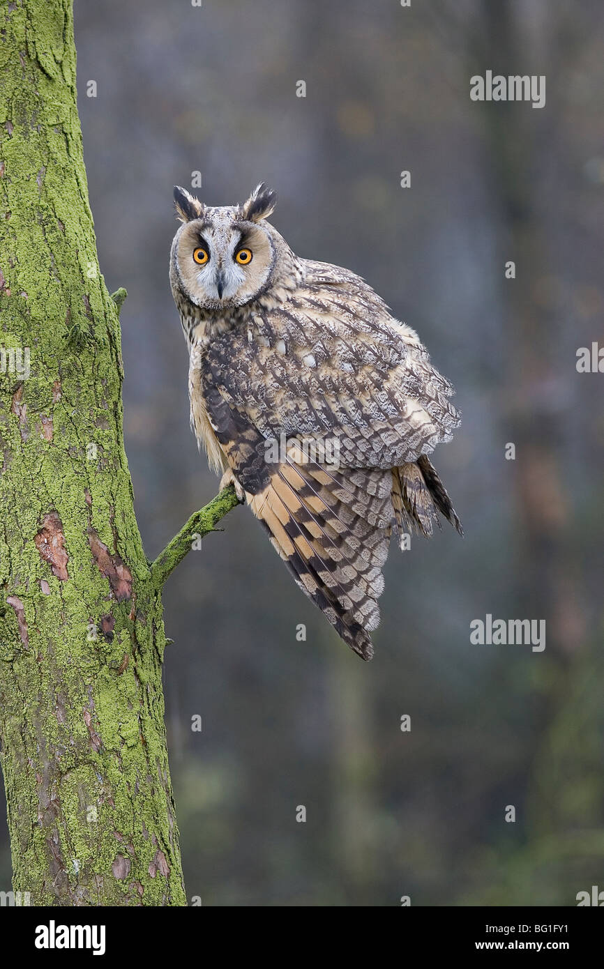 Long-Eared Owl (Asio otus) . Yorkshire du Nord. Banque D'Images