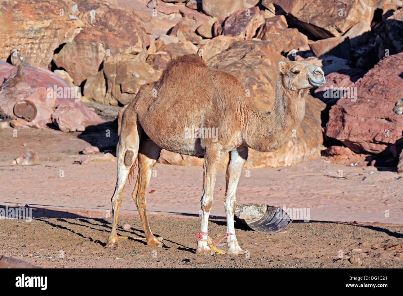 Le chameau, le désert de Wadi Rum, Jordanie Banque D'Images