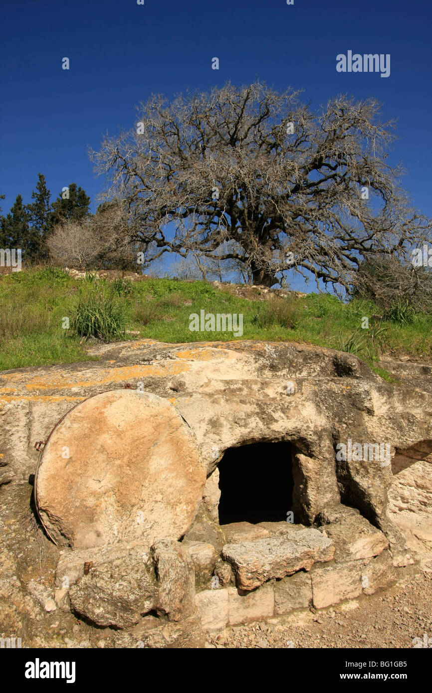 Israël, Menashe Heights, un chêne au-dessus d'une grotte funéraire antique Banque D'Images