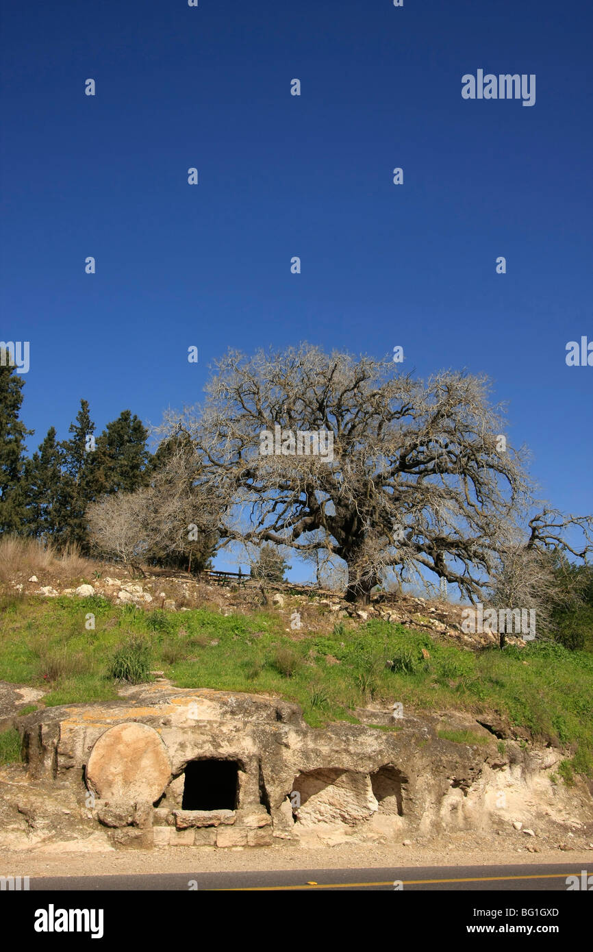 Israël, Menashe Heights, un chêne au-dessus d'une grotte funéraire antique Banque D'Images