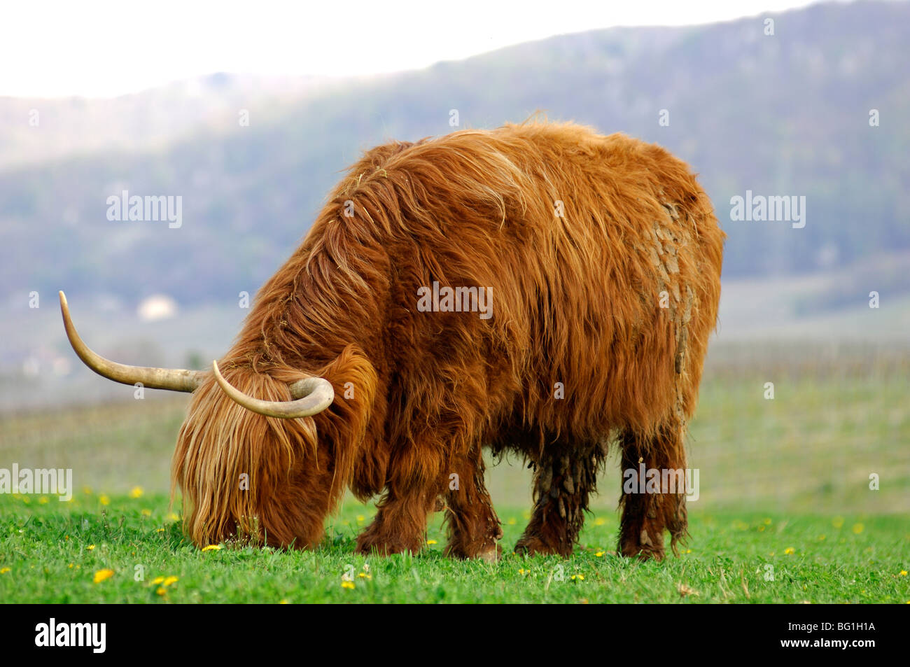 Les vaches avec des cornes en forme, Highland cattle, Kyloe Banque D'Images