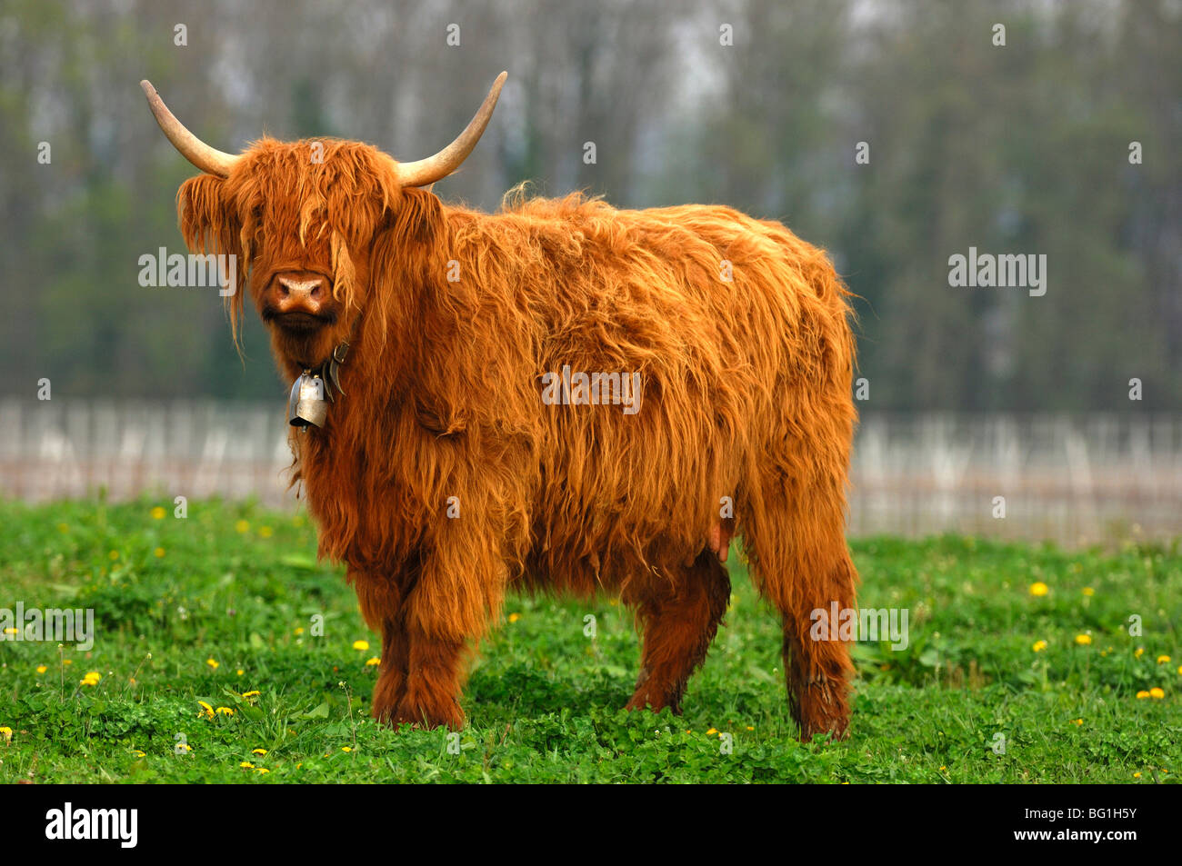Les vaches avec des cornes en forme, Highland cattle, kyloe Banque D'Images