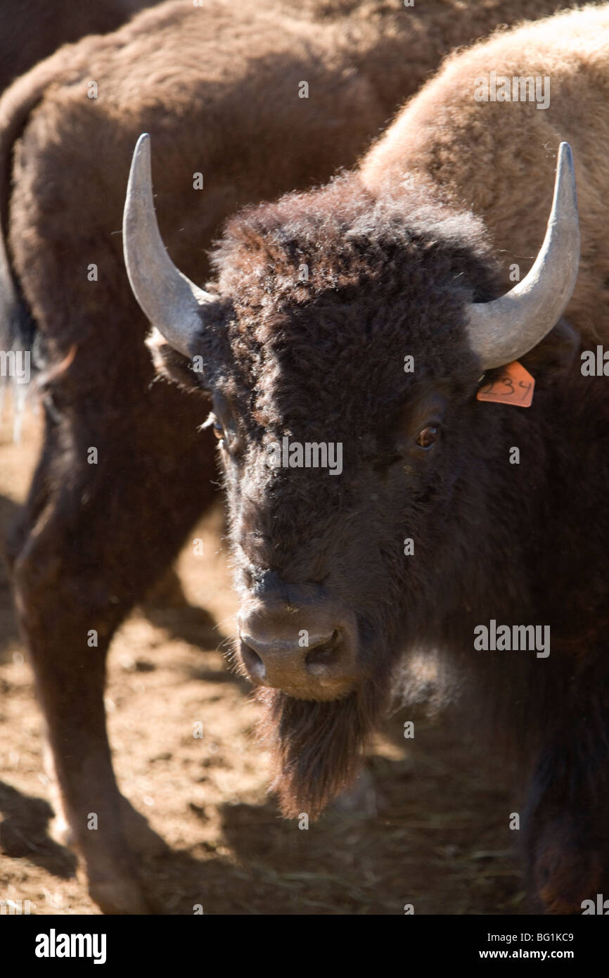 Bison américain bull en zone d'attente Banque D'Images