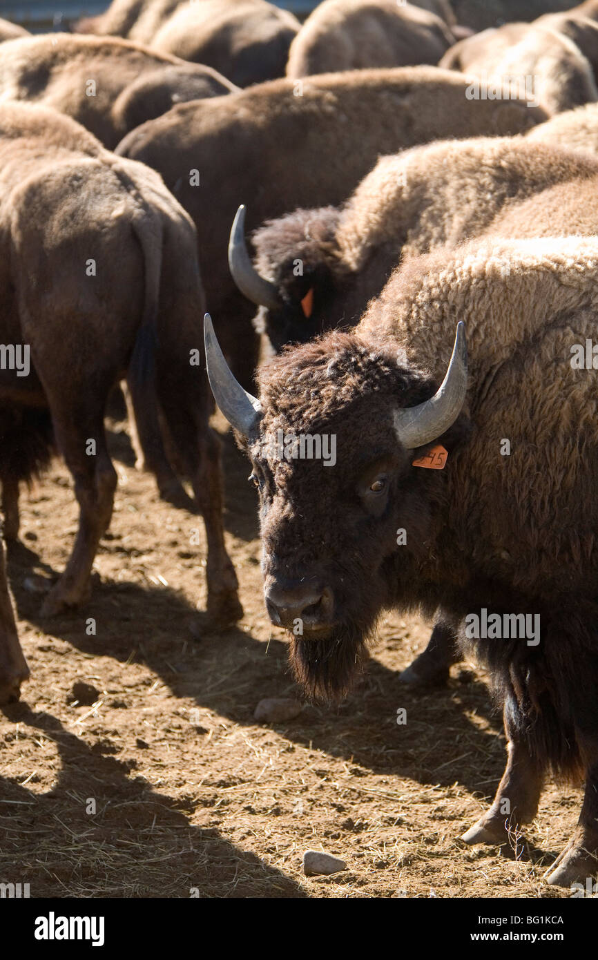 Bison américain bulls en zone d'attente Banque D'Images