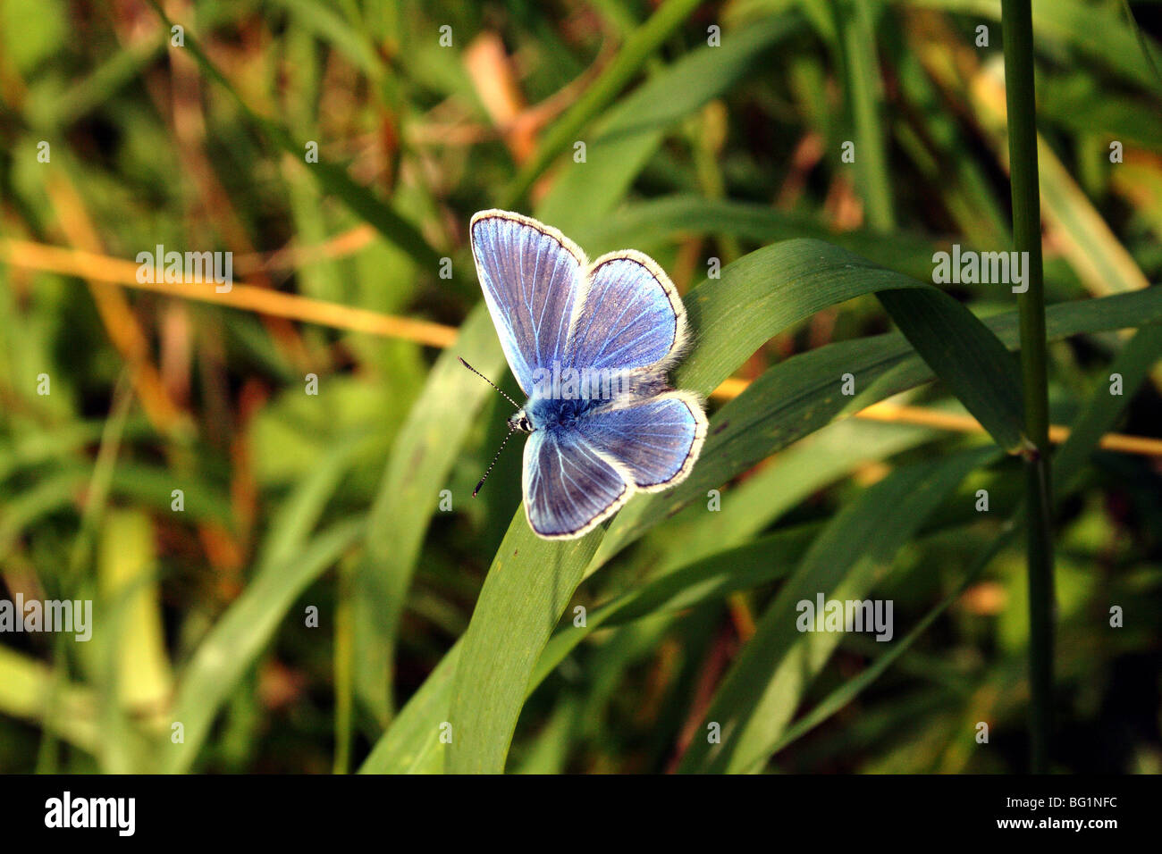 Papillon Bleu commun (mâle est bleu) Polyommatus icarus un insecte de la Famille des Lycaenidae et de la prairie meadow Banque D'Images