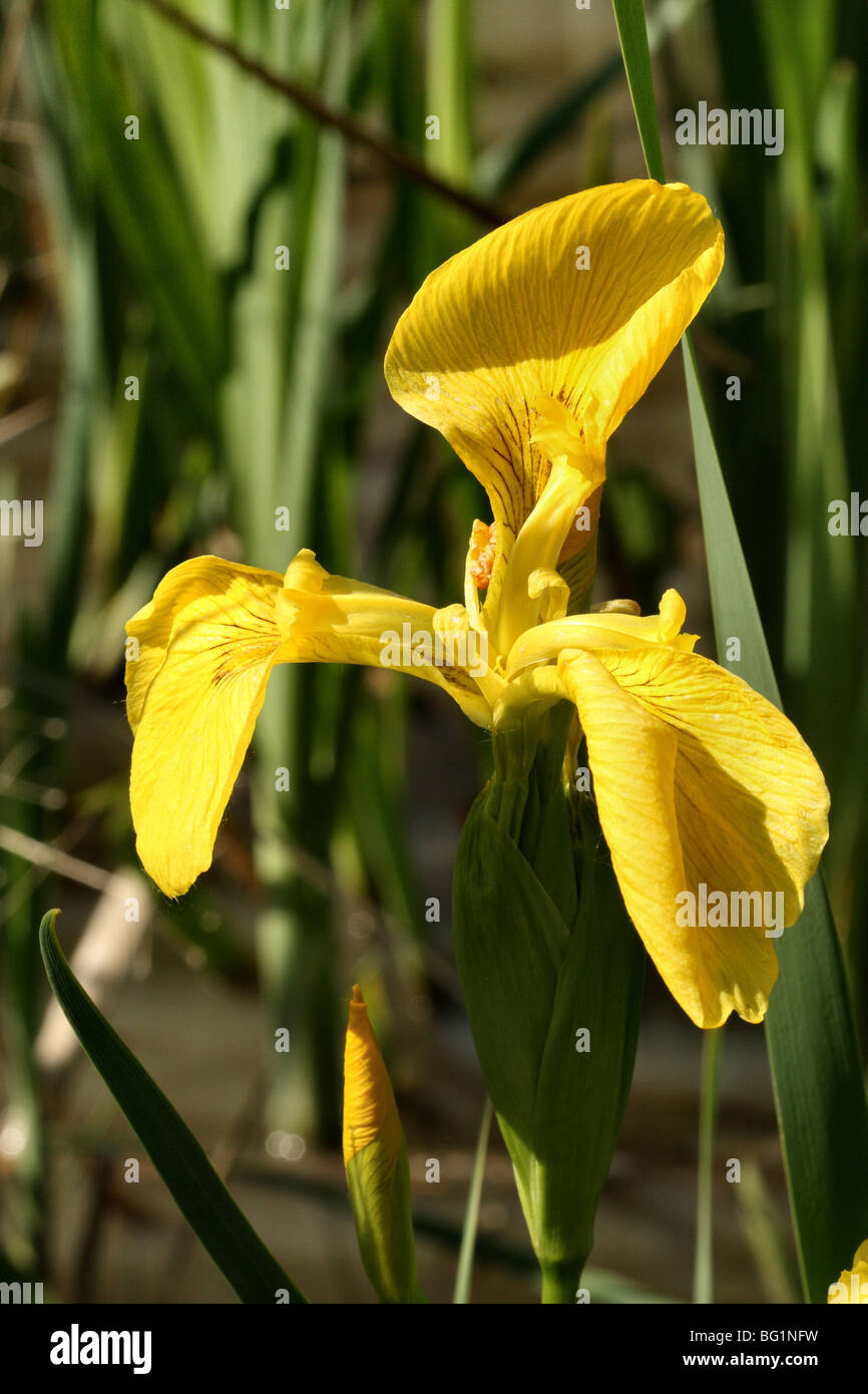 Drapeau jaune Iris pseudacorus Iris Iridaceae Famille montrant en gros plan dans la floraison de fleurs plante macro de Marsh et endroits humides Banque D'Images