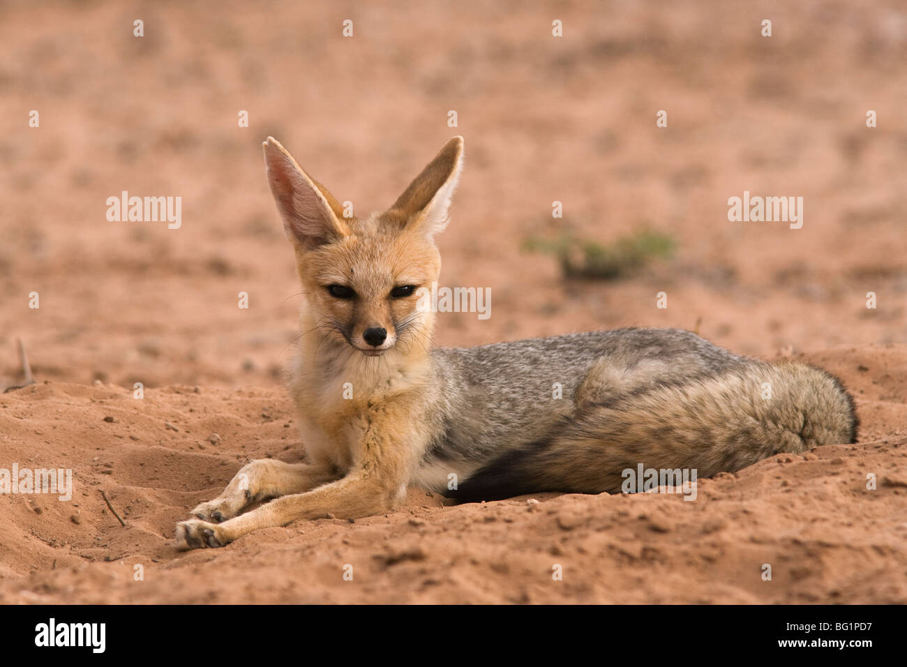 Cape Fox (Vulpes chama), Kgalagadi Transfrontier Park, Northern Cape, Afrique du Sud, l'Afrique Banque D'Images