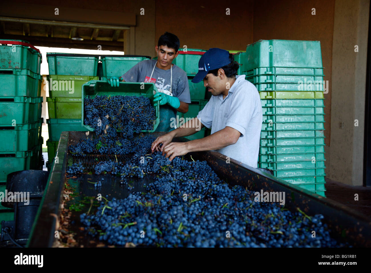 Les raisins pourris de sortir les travailleurs avant d'écraser les raisins récoltés à Vistalba Winery, de Lujan, Coyu Mendoza, Argentine Banque D'Images