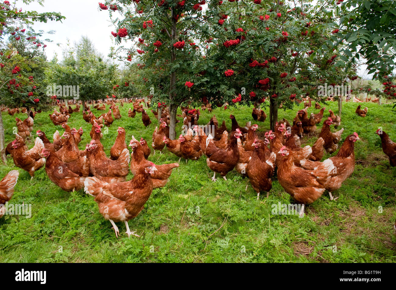 Free Range hens errer entre forêt Banque D'Images