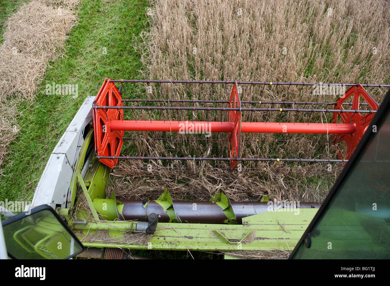 La combinaison de l'orge avec un undersown moissonneuse-batteuse New Holland Banque D'Images
