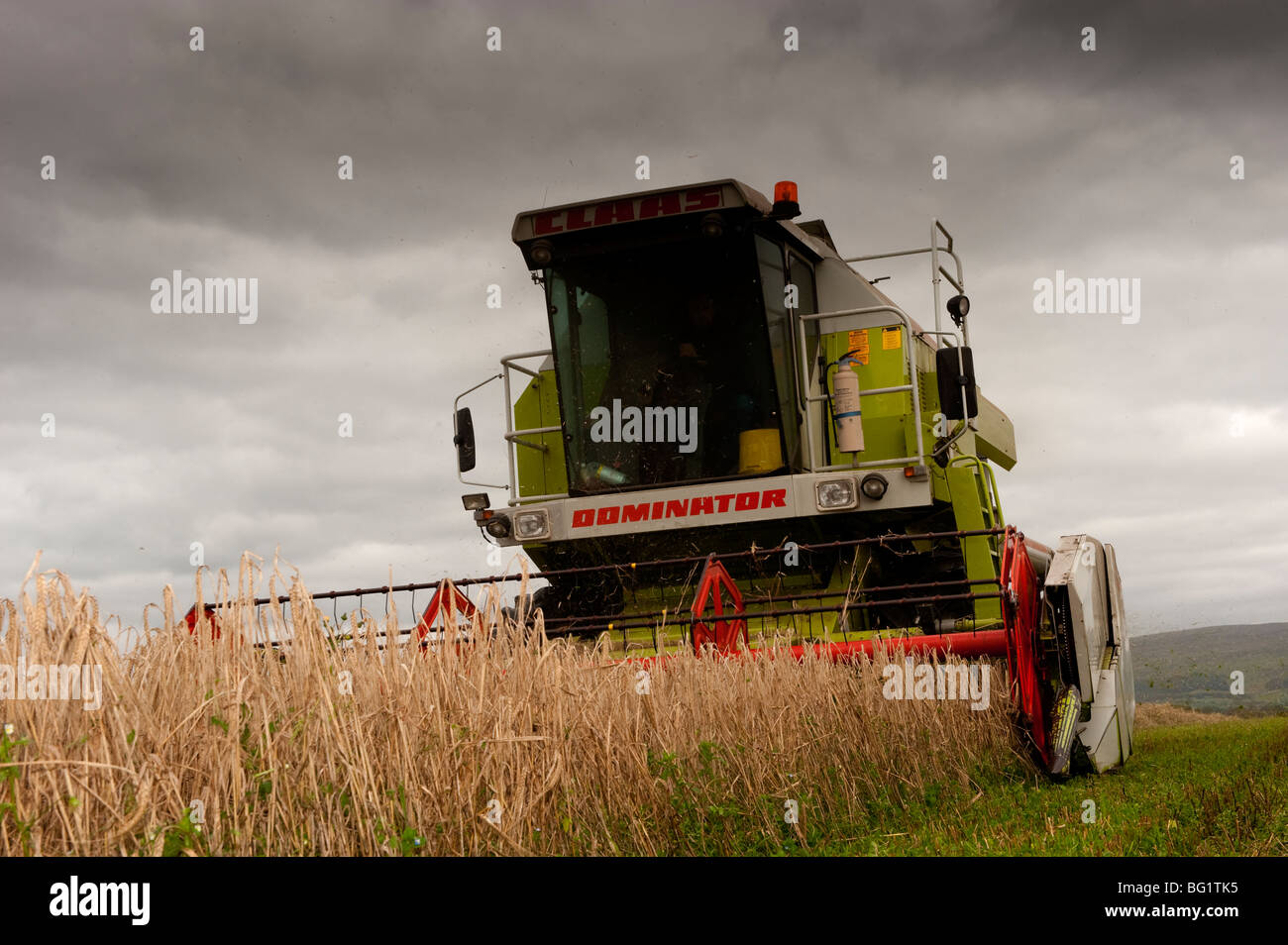 Combinant avec de l'orge undersown une moissonneuse-batteuse Claas Dominator Banque D'Images
