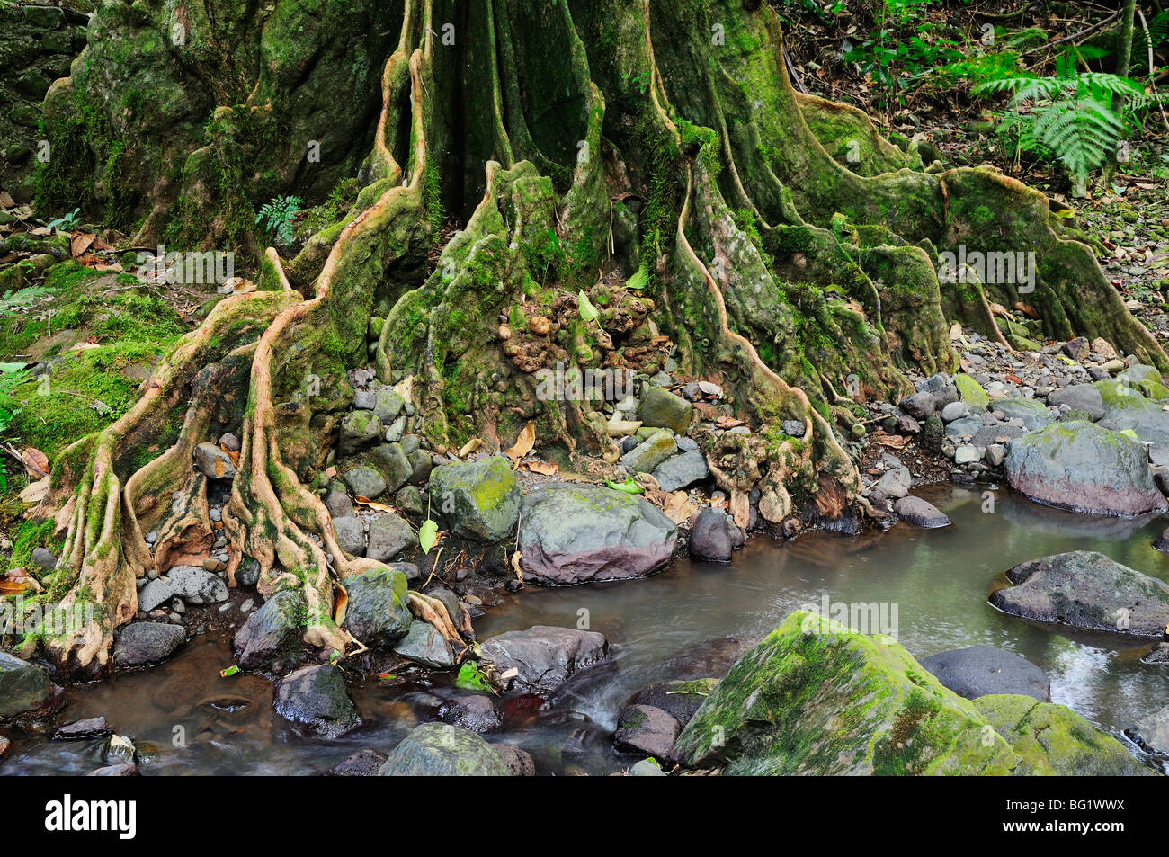 Les racines des arbres et d'eau, vallée Avana Avana, Takitumu Conservation Area, Rarotonga, îles Cook, Pacifique Sud, Océan Pacifique Banque D'Images