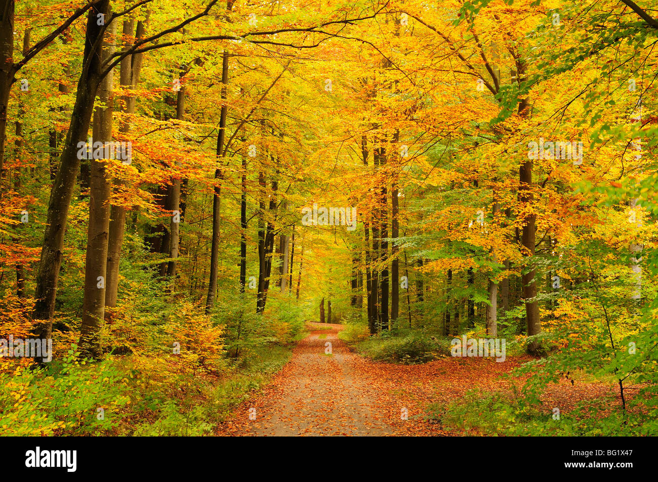 Forêt en automne, Schoenbuch, Baden-Wurttemberg, Germany, Europe Banque D'Images