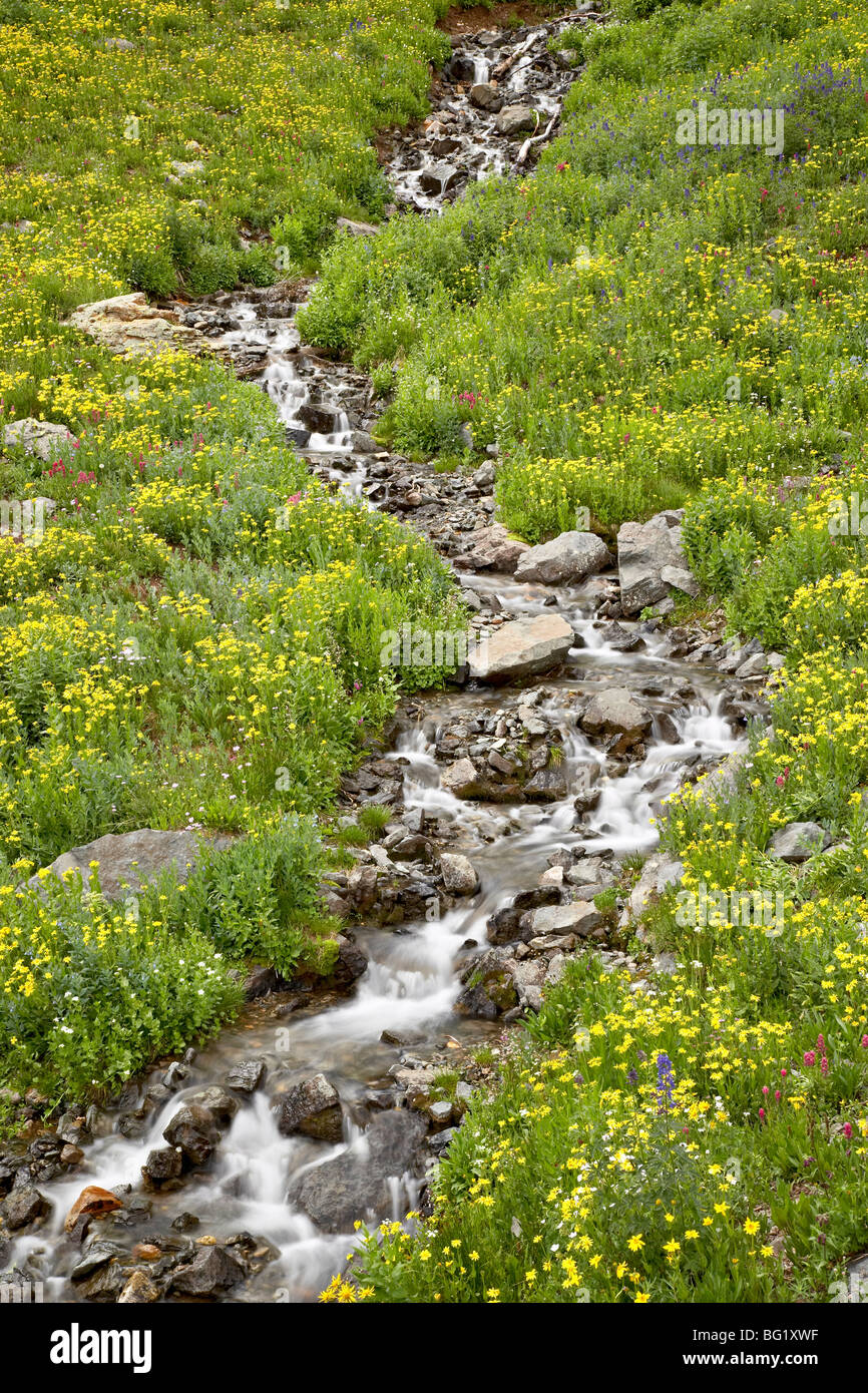 Par golden Stream (aster Chrysopsis villosa) près du bassin minier, San Juan National Forest, Colorado, USA Banque D'Images