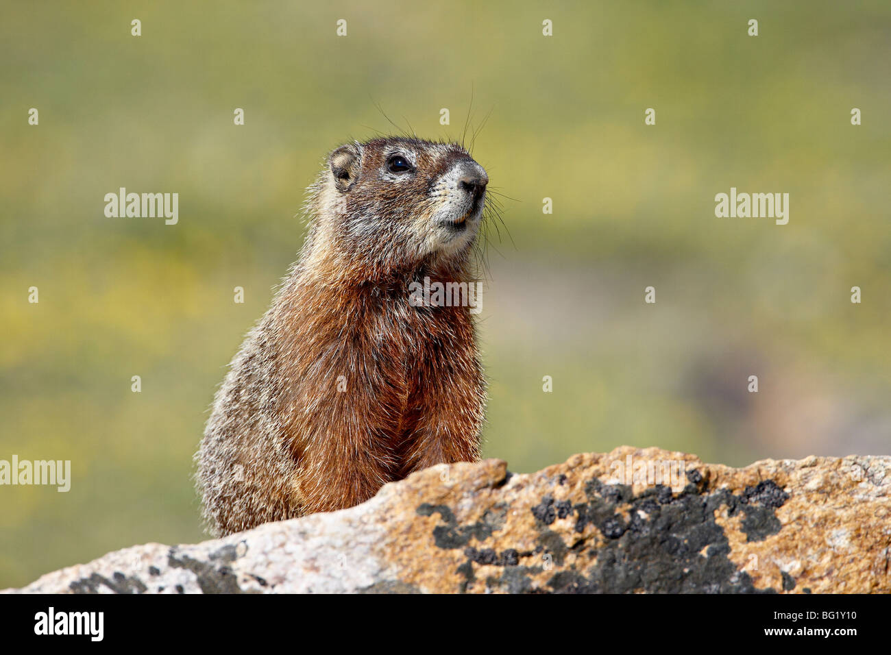 Yellowbelly (Marmot Marmota flaviventris), forêt nationale de Shoshone, Wyoming, États-Unis d'Amérique, Amérique du Nord Banque D'Images
