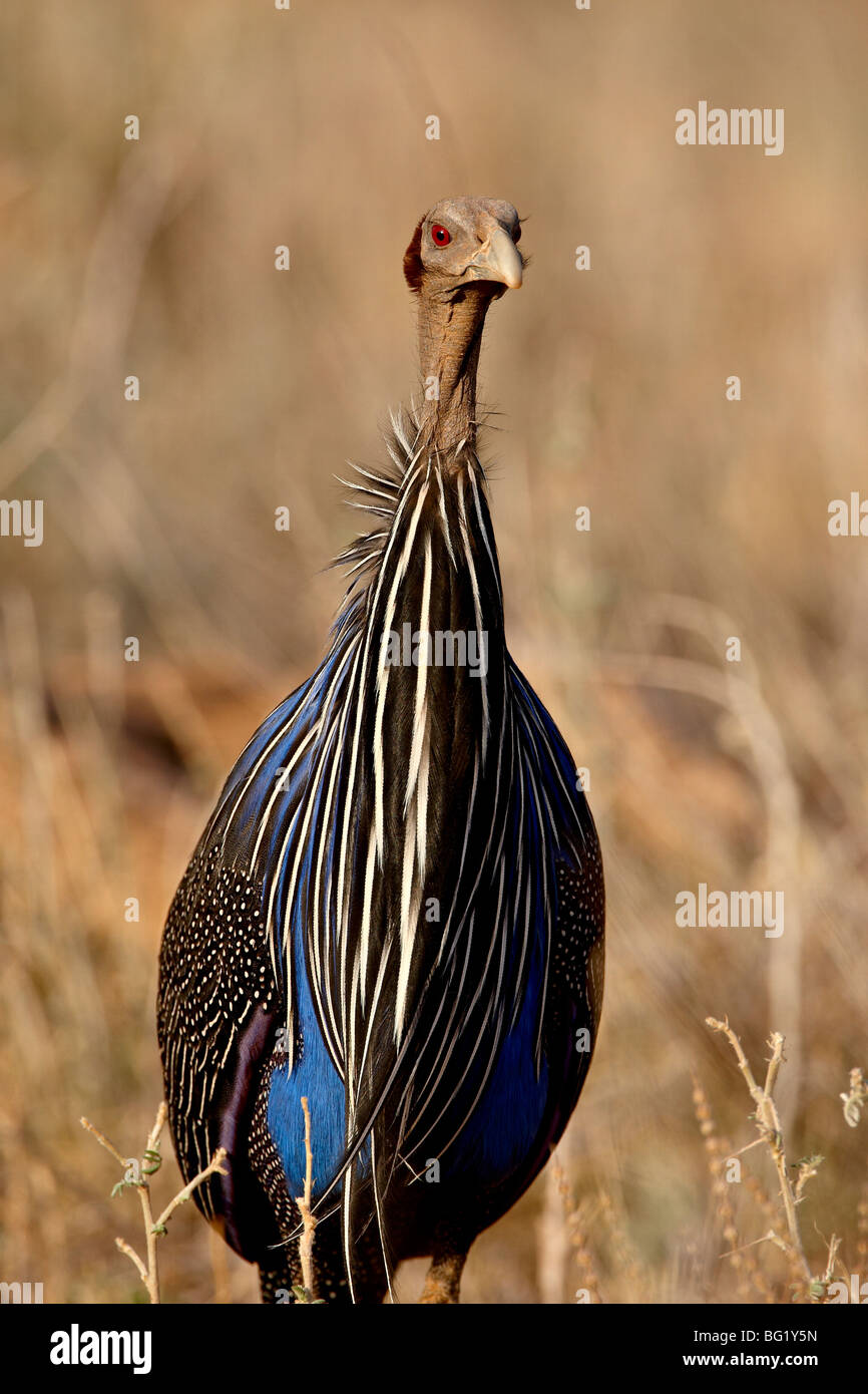 Pintade Vulturine Acryllium vulturinum), (Réserve nationale de Samburu, Kenya, Afrique de l'Est, l'Afrique Banque D'Images