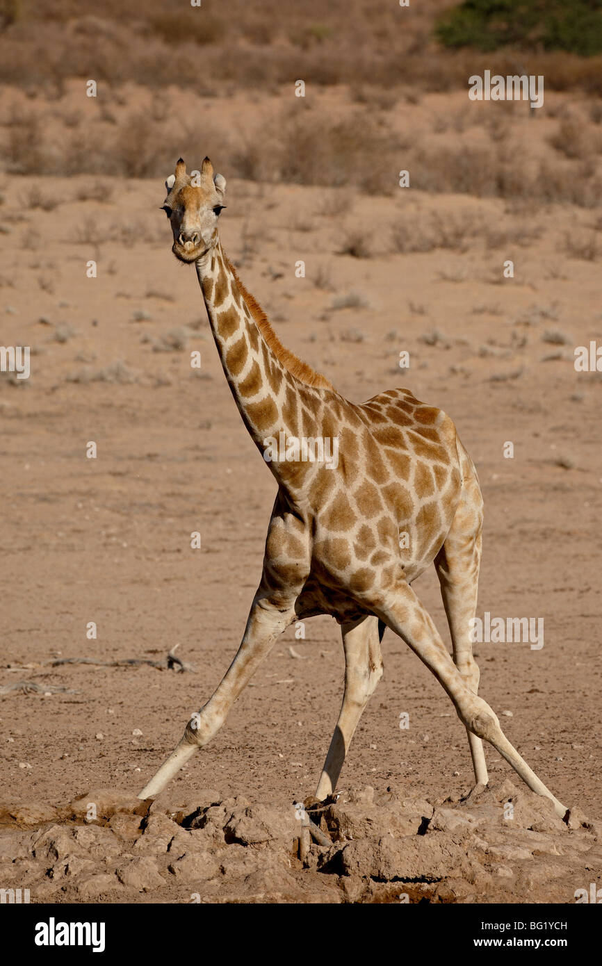 Cape Girafe (Giraffa camelopardalis giraffa) boire à un trou d'eau, Kgalagadi Transfrontier Park, Afrique du Sud Banque D'Images