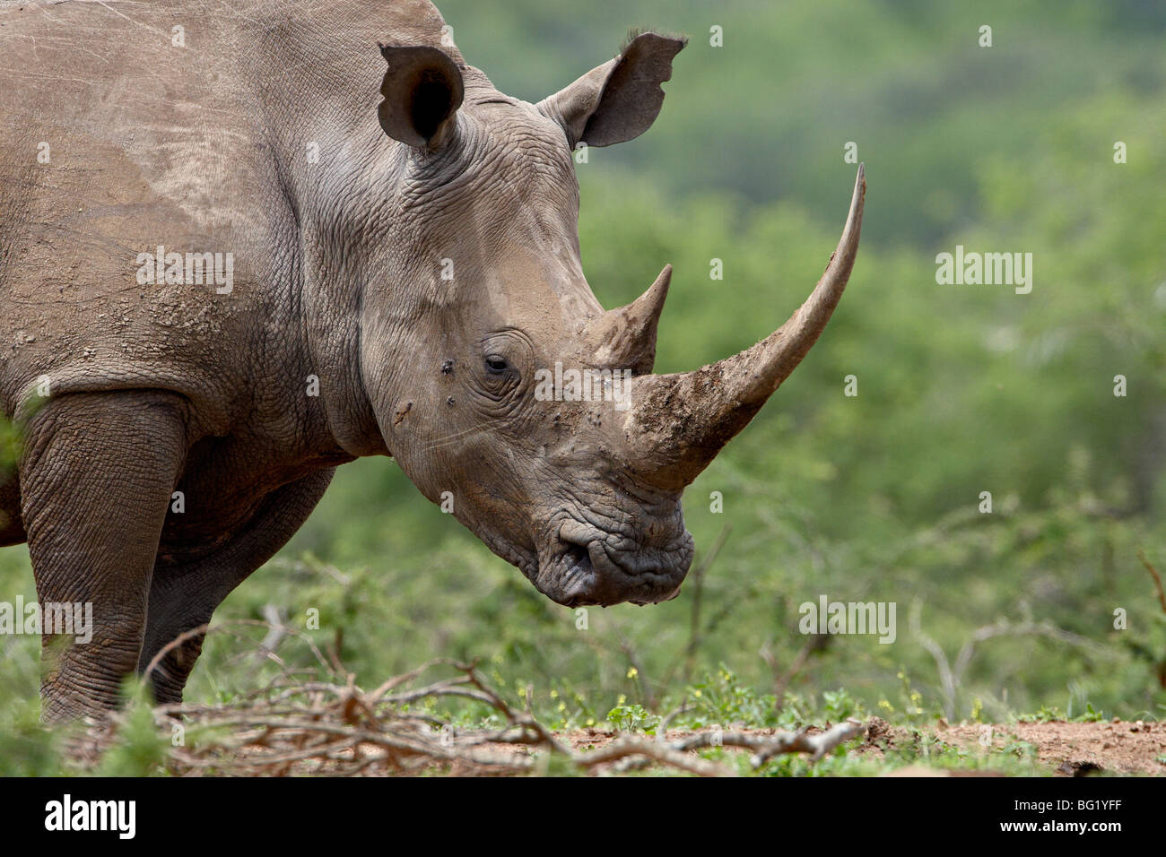 Le rhinocéros blanc (Ceratotherium simum), Imfolozi Game Reserve, Afrique du Sud, l'Afrique Banque D'Images