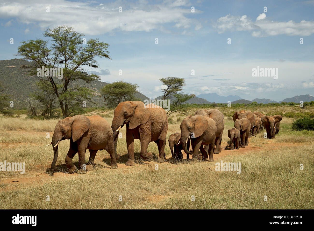 La ligne des éléphants d'Afrique (Loxodonta africana), Samburu National Reserve, Kenya, Afrique de l'Est, l'Afrique Banque D'Images