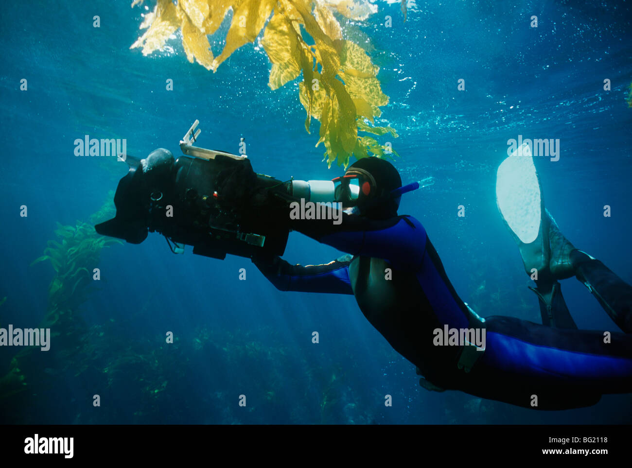 Diving In Kelp Forest Banque De Photographies Et D images Haute Diving In Kelp Forest Banque De Photographies Et D images Haute
