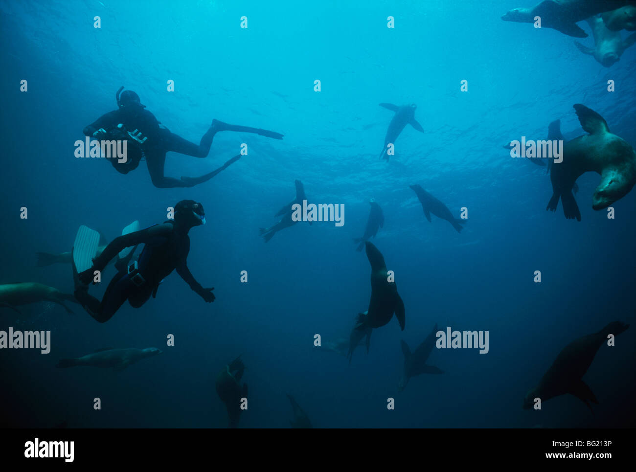 La plongée libre avec les lions de mer. Anacapa Island, CA - Océan Pacifique Banque D'Images