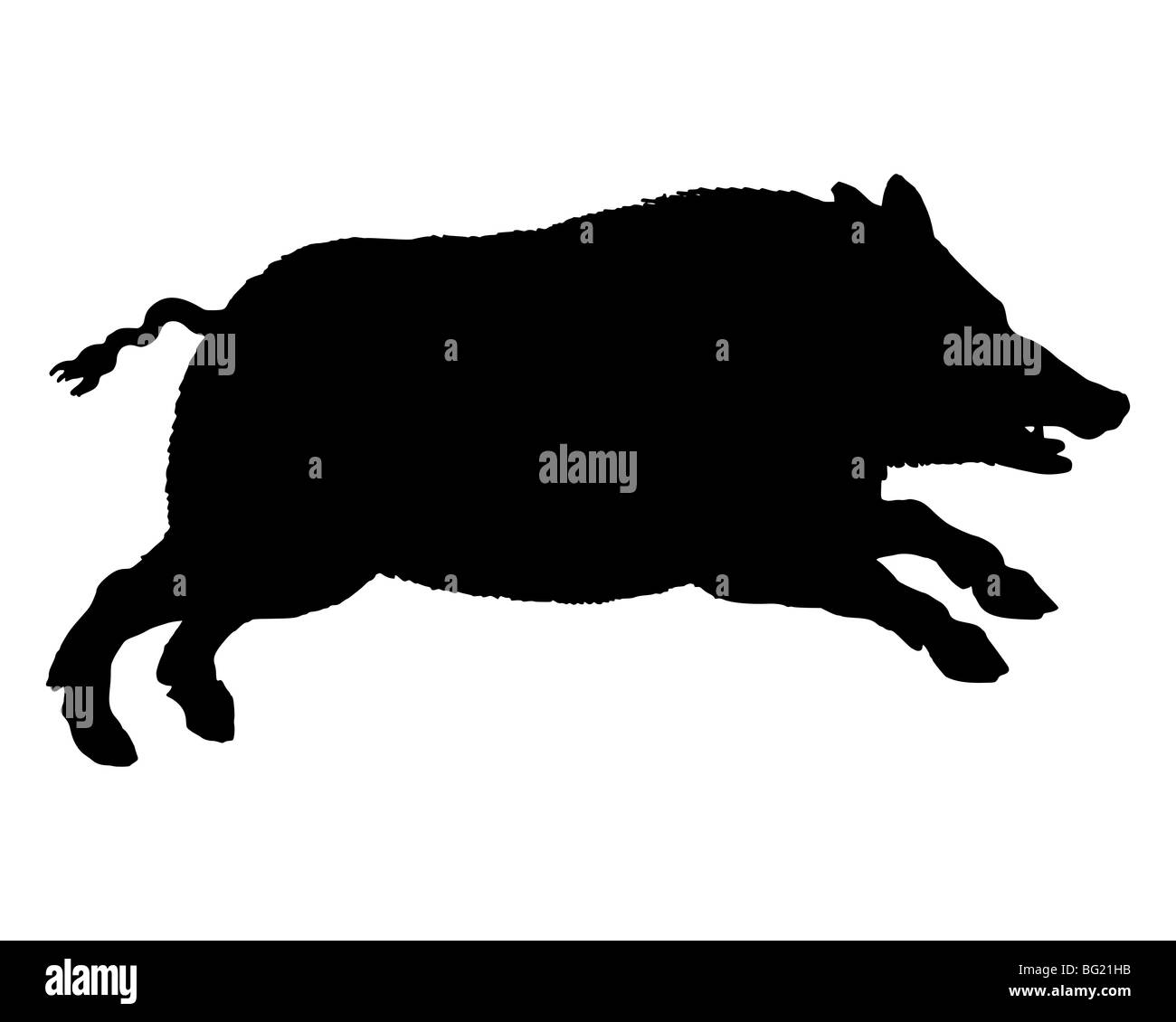 La silhouette noire d'un cochon sauvage on white Banque D'Images