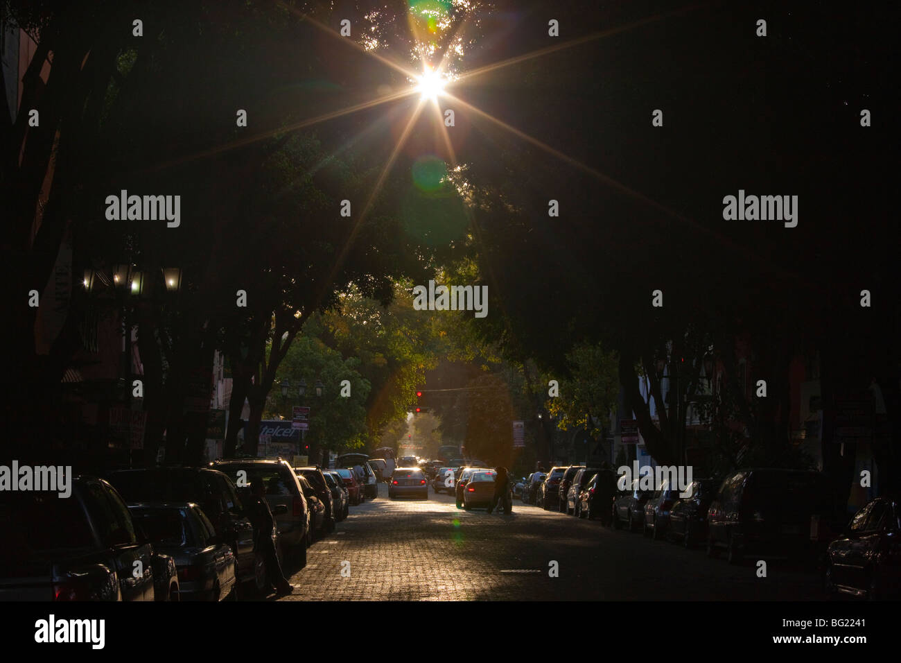 Rue bordée d'arbres, dans la Zona Rosa à Mexico Banque D'Images