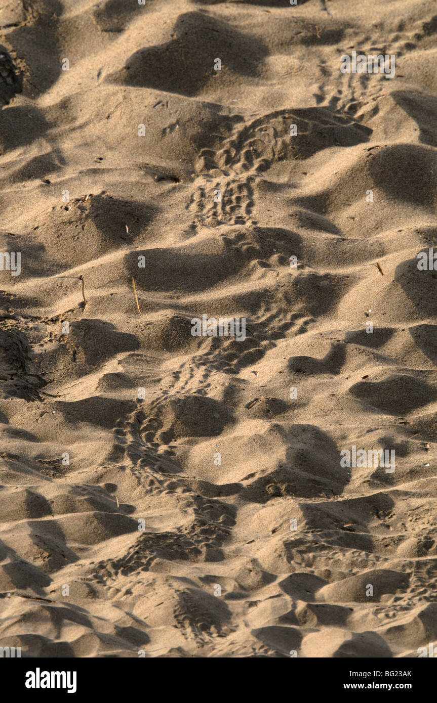 Les voies de bébé tortue caouanne (Caretta caretta) juste éclos hors du nid et fait son chemin vers la mer. Près de Laganas. Banque D'Images