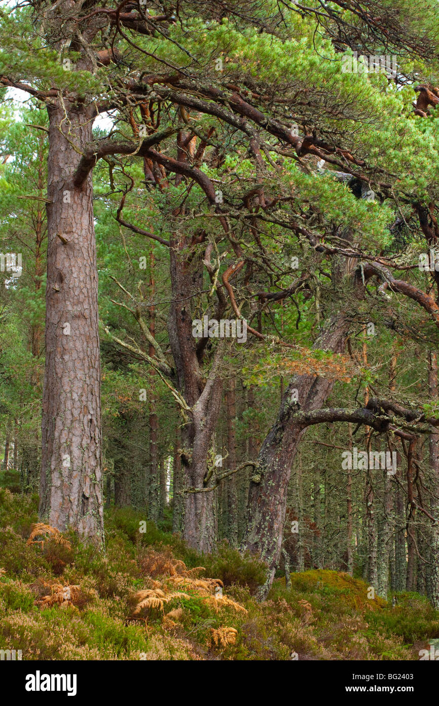 L'Écosse, les Highlands écossais, le Parc National de Cairngorms. Pins sylvestres dans le Glenmore Forest Park, géré par l'industrie forestière Com Banque D'Images