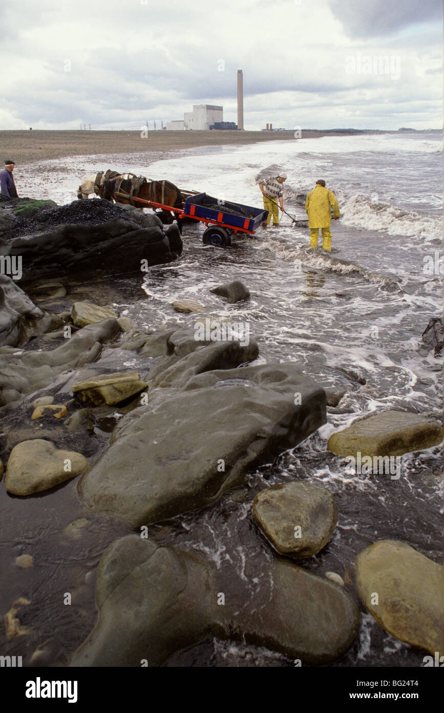 De la mer à coaling Seaham, County Durham, England, UK Coal échoués d'une couture est exposée ici réunis. Banque D'Images
