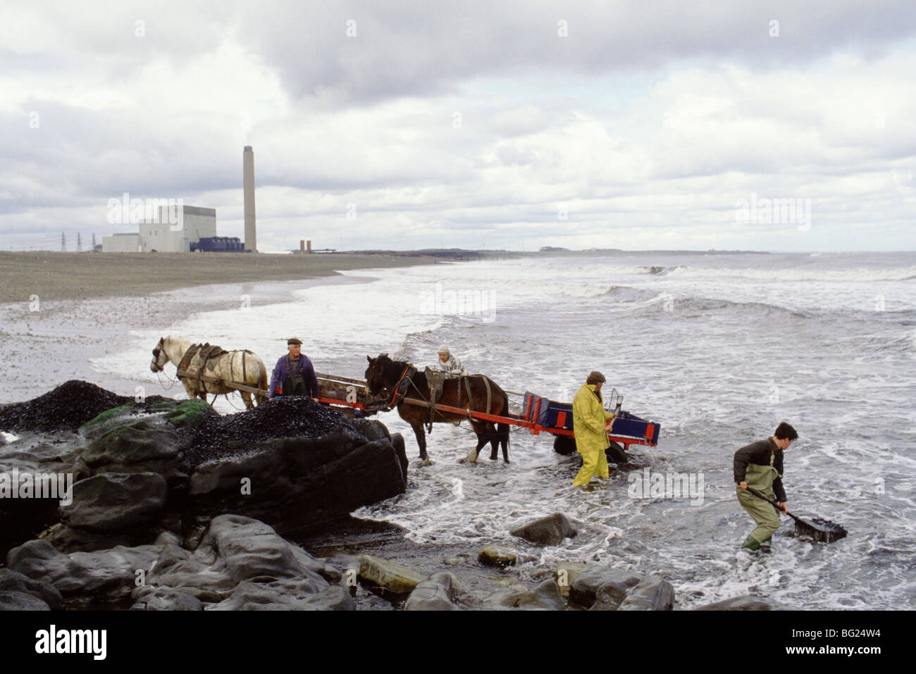De la mer à coaling Seaham, County Durham, England, UK Coal échoués d'une couture est exposée ici réunis. Banque D'Images