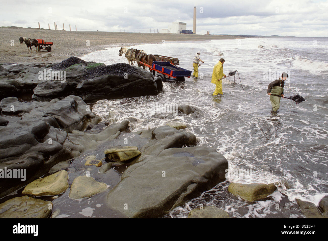 De la mer à coaling Seaham, County Durham, England, UK Coal échoués d'une couture est exposée ici réunis. Banque D'Images