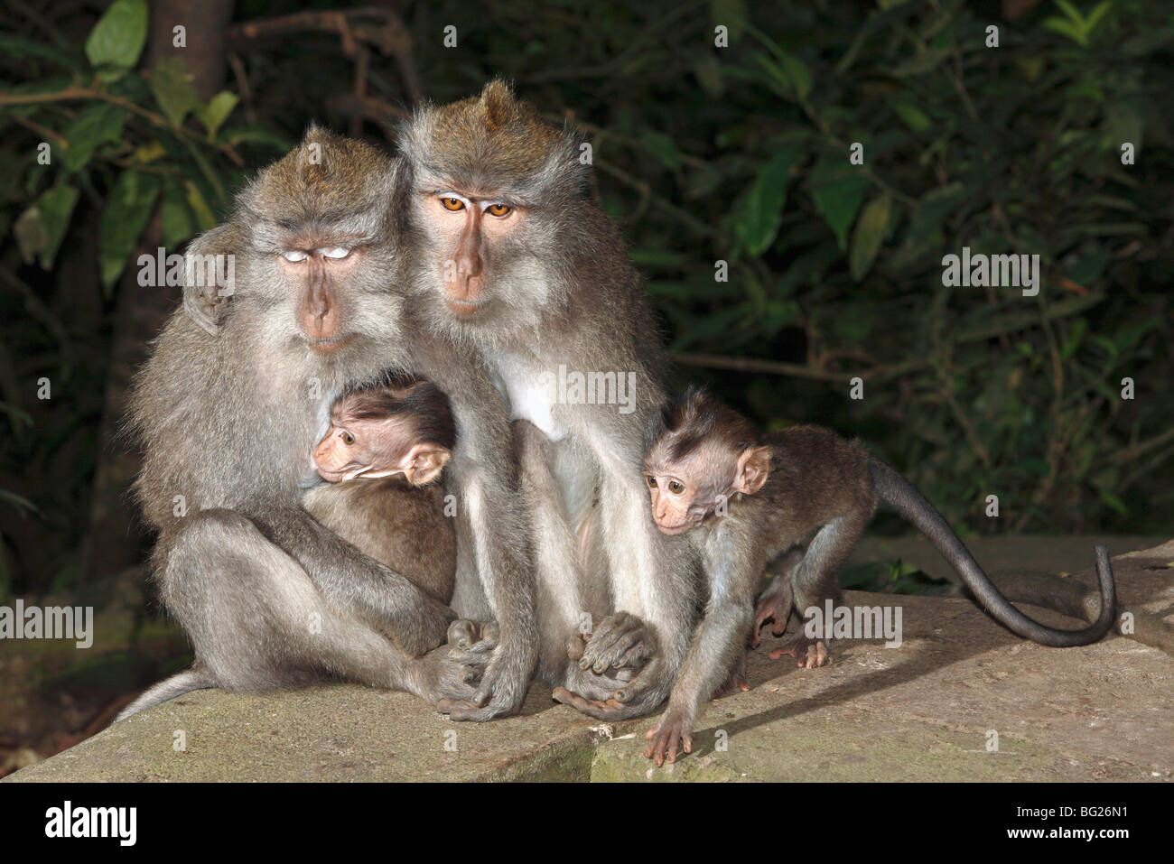 Deux femelles macaques à longue queue, ou de manger du crabe le macaque, Macaca fascicularis, avec des bébés. Banque D'Images