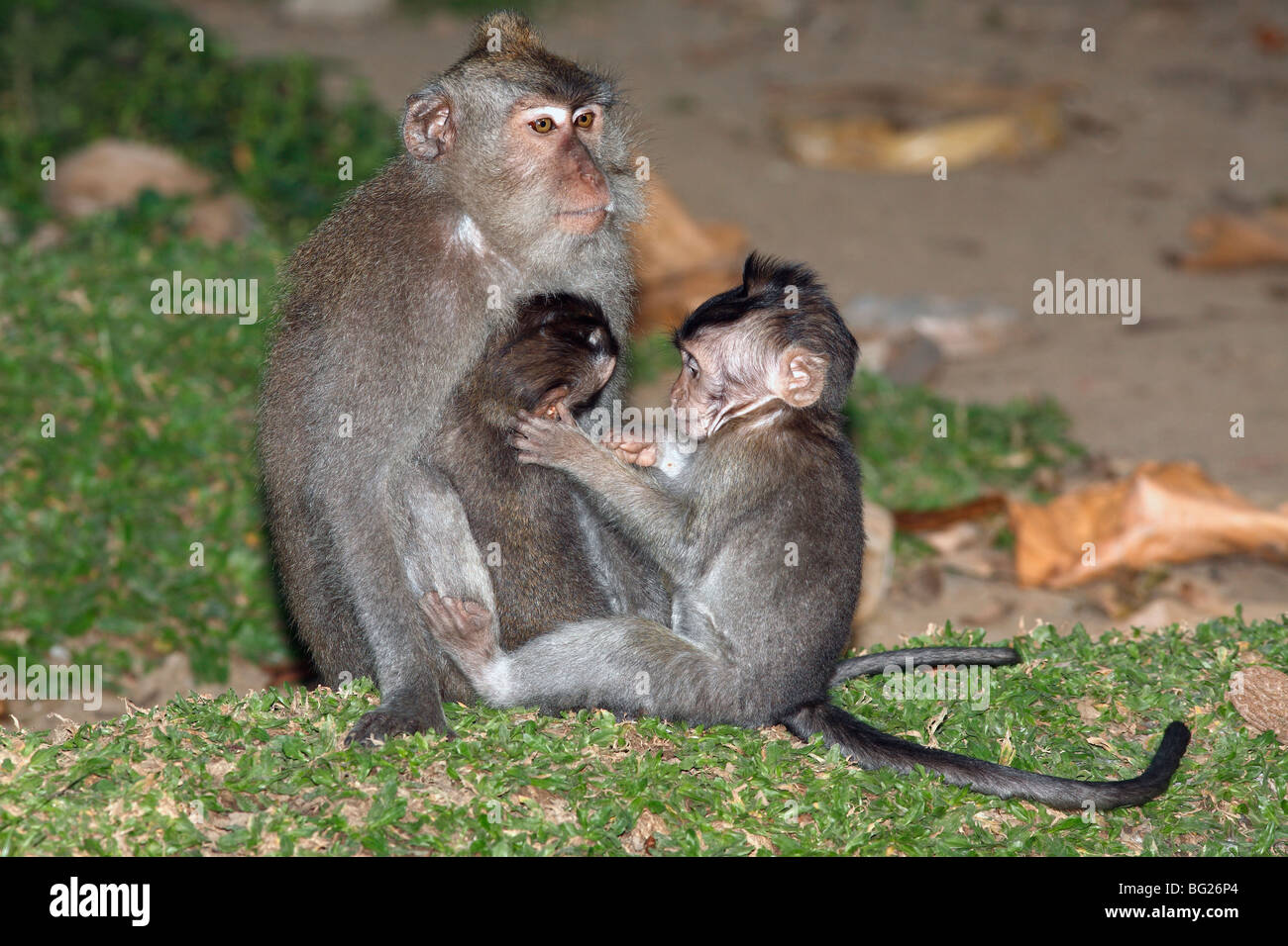 Les macaques à longue queue, ou de manger du crabe le macaque, Macaca fascicularis, tenant son bébé qui est soigné par un enfant. Banque D'Images