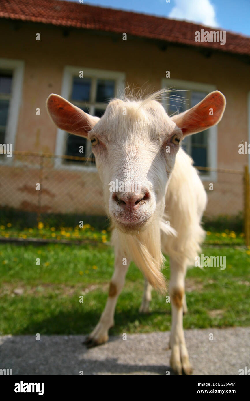 Dingo white Billy Goat regarder à l'extérieur de l'appareil photo en face du bâtiment sur une journée ensoleillée. Banque D'Images