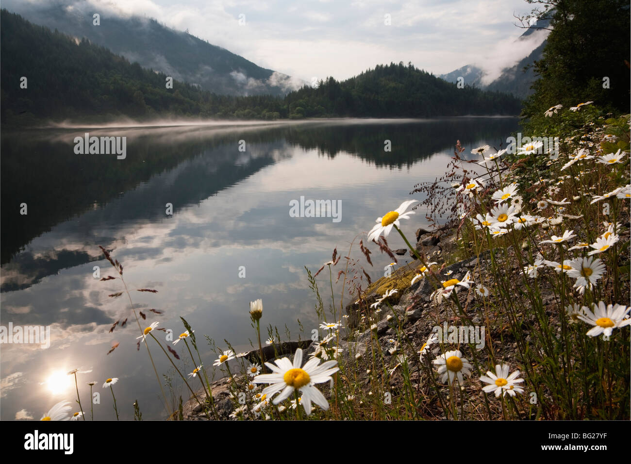 Marguerites (Chrysanthemum leucanthemum Oxeye) et Silver, Silver Lake Provincial Park, British Columbia, Canada Banque D'Images