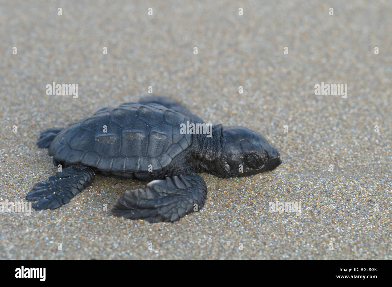 Bébé tortue caouanne (Caretta caretta) vient d'éclore du nid en faisant son chemin vers la mer, Zante. Zakynthos, île grecque. Octobre. Banque D'Images