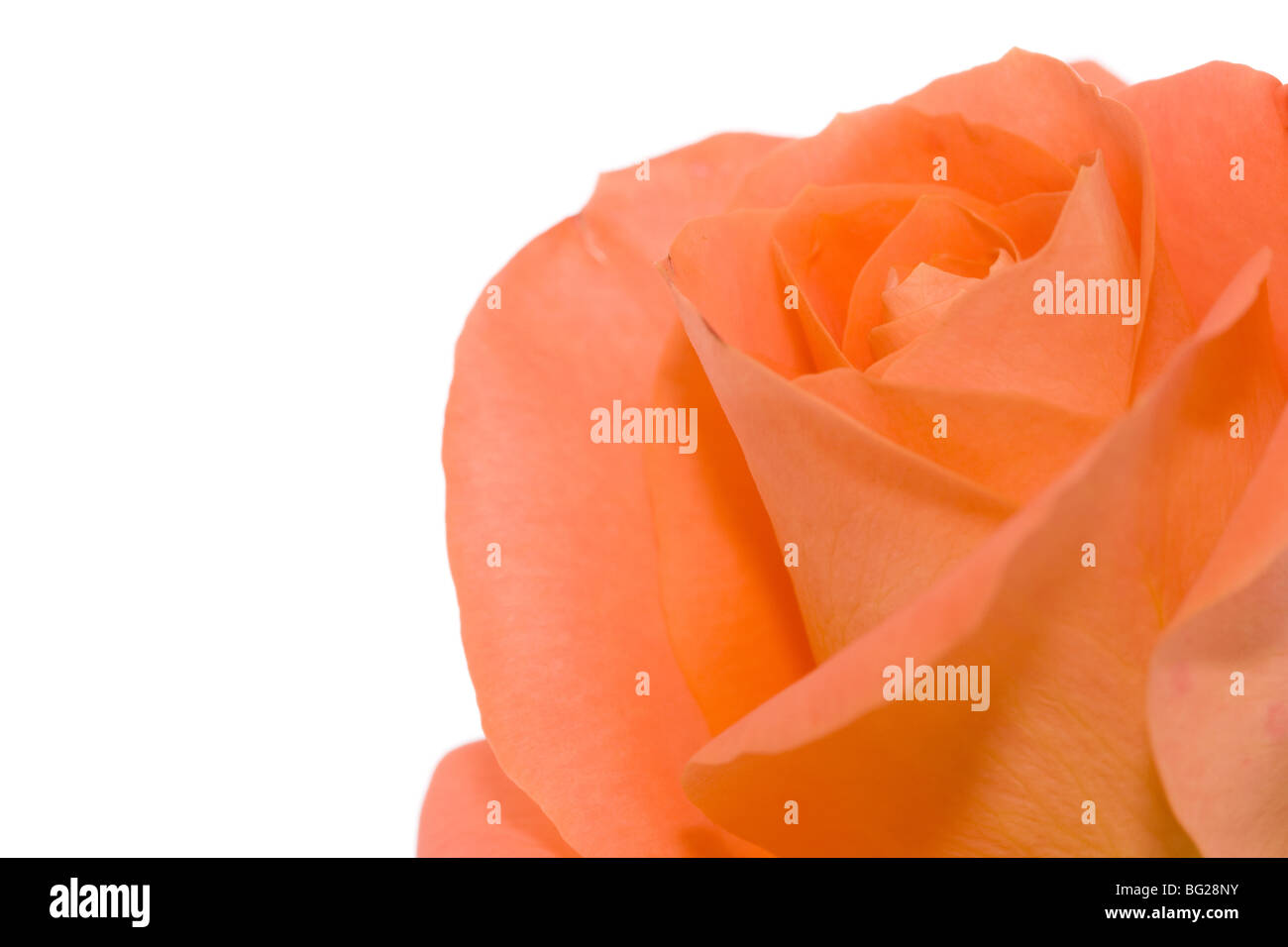Rose orange close-up dans le coin inférieur droit - copie de l'espace sur le côté gauche Banque D'Images