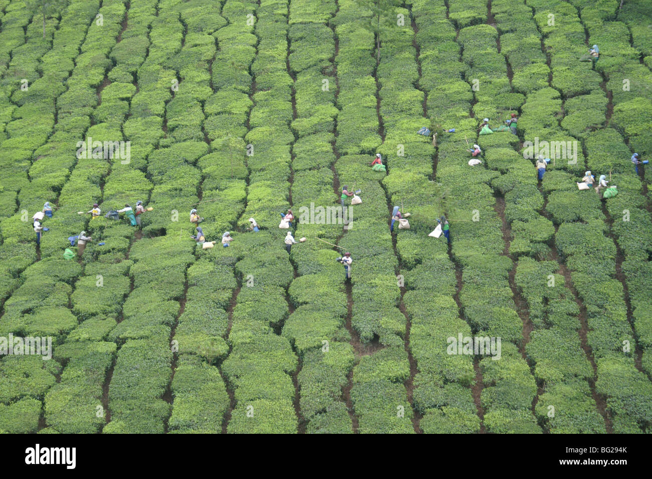 La plantation de thé près de Munnar, Kerala, Inde Banque D'Images