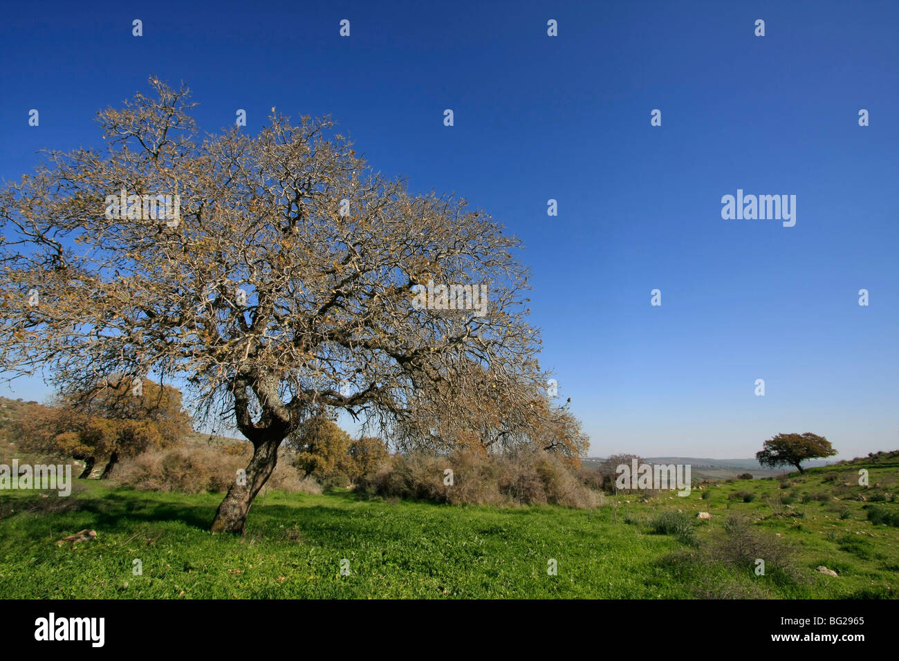Israël, Basse Galilée. Oak tree par Bet Keshet scenic road Banque D'Images