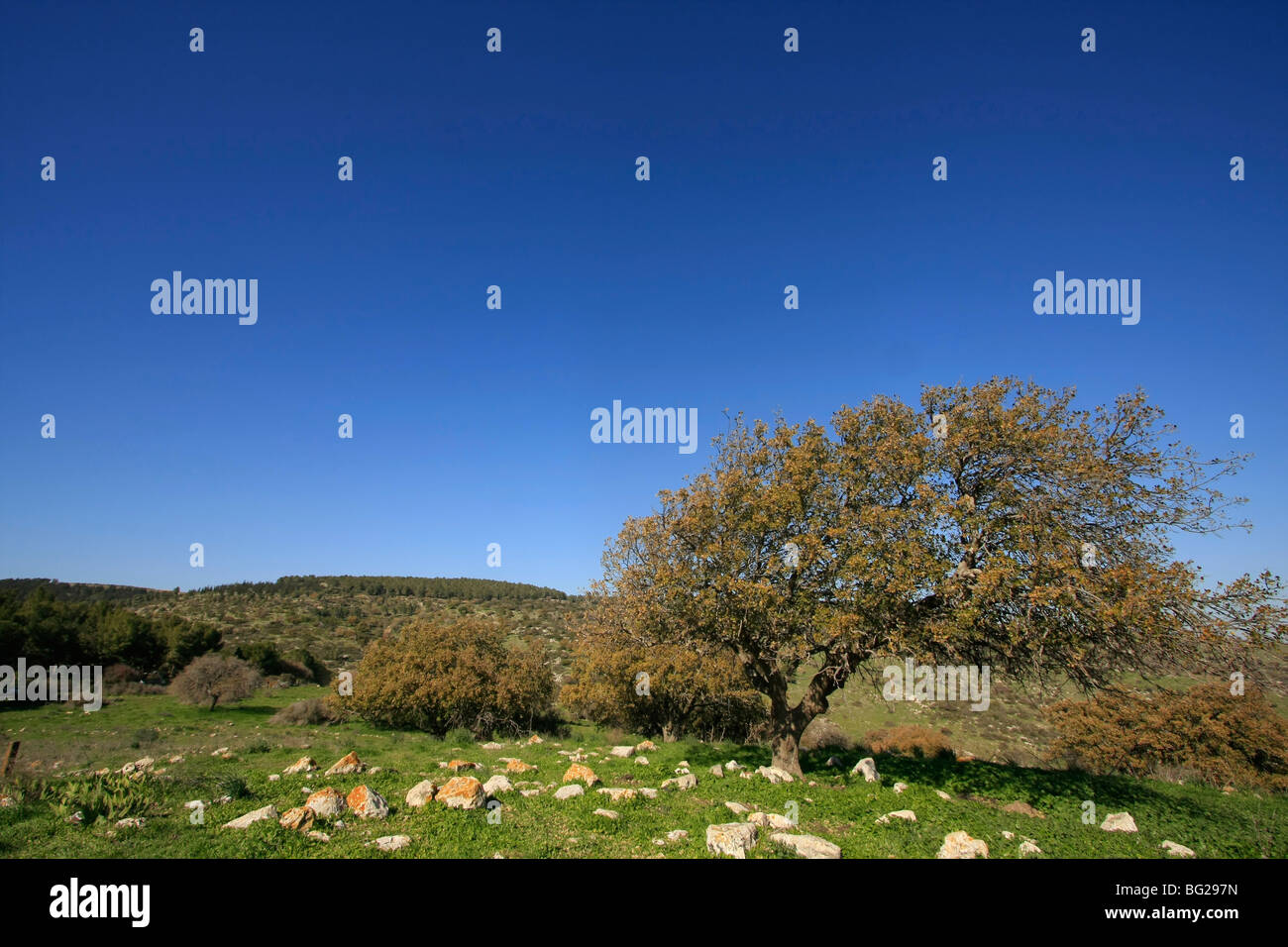 Israël, Basse Galilée. Oak tree par Bet Keshet scenic road Banque D'Images