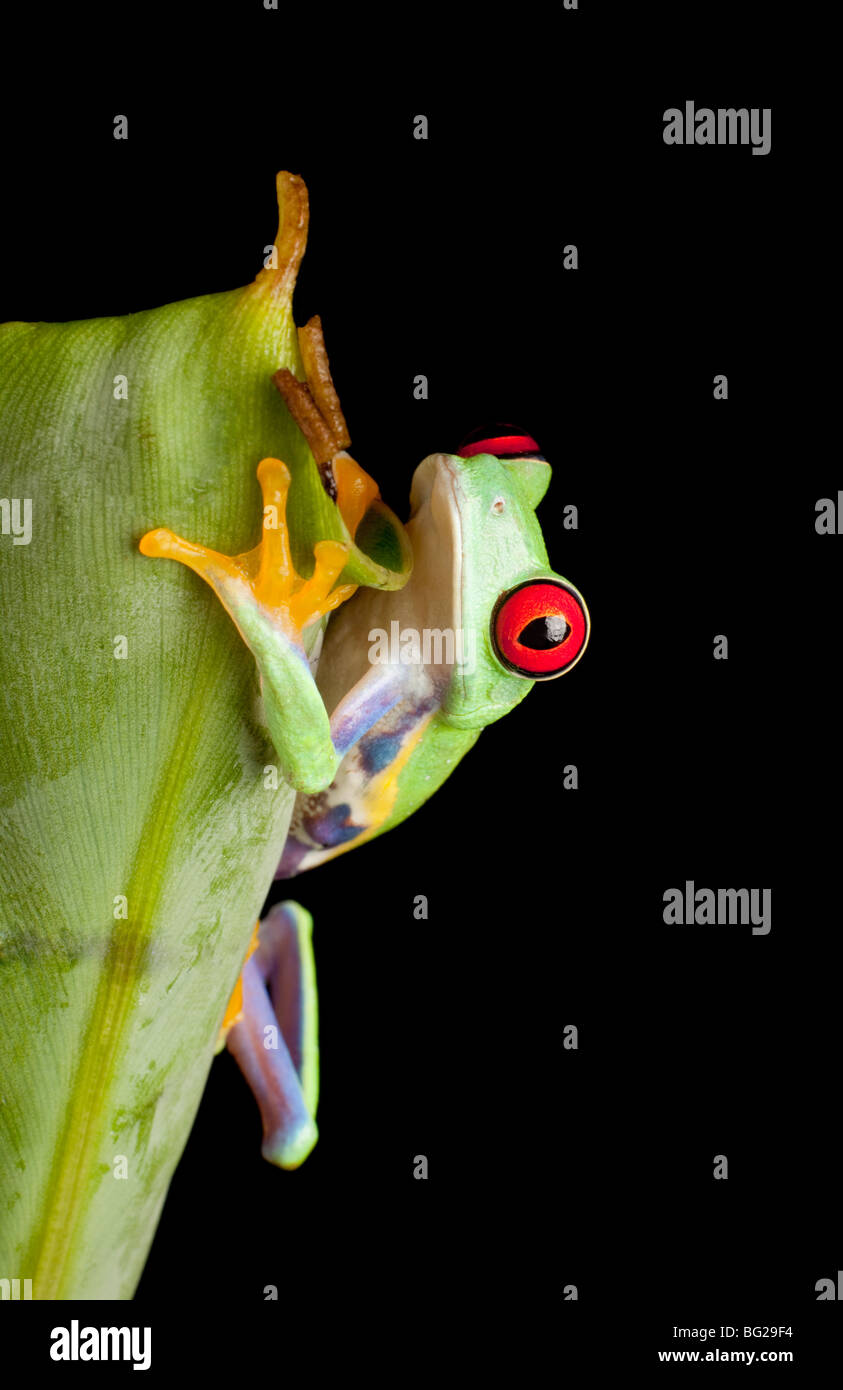 Red eyed tree frog sur feuille de bananier Banque D'Images