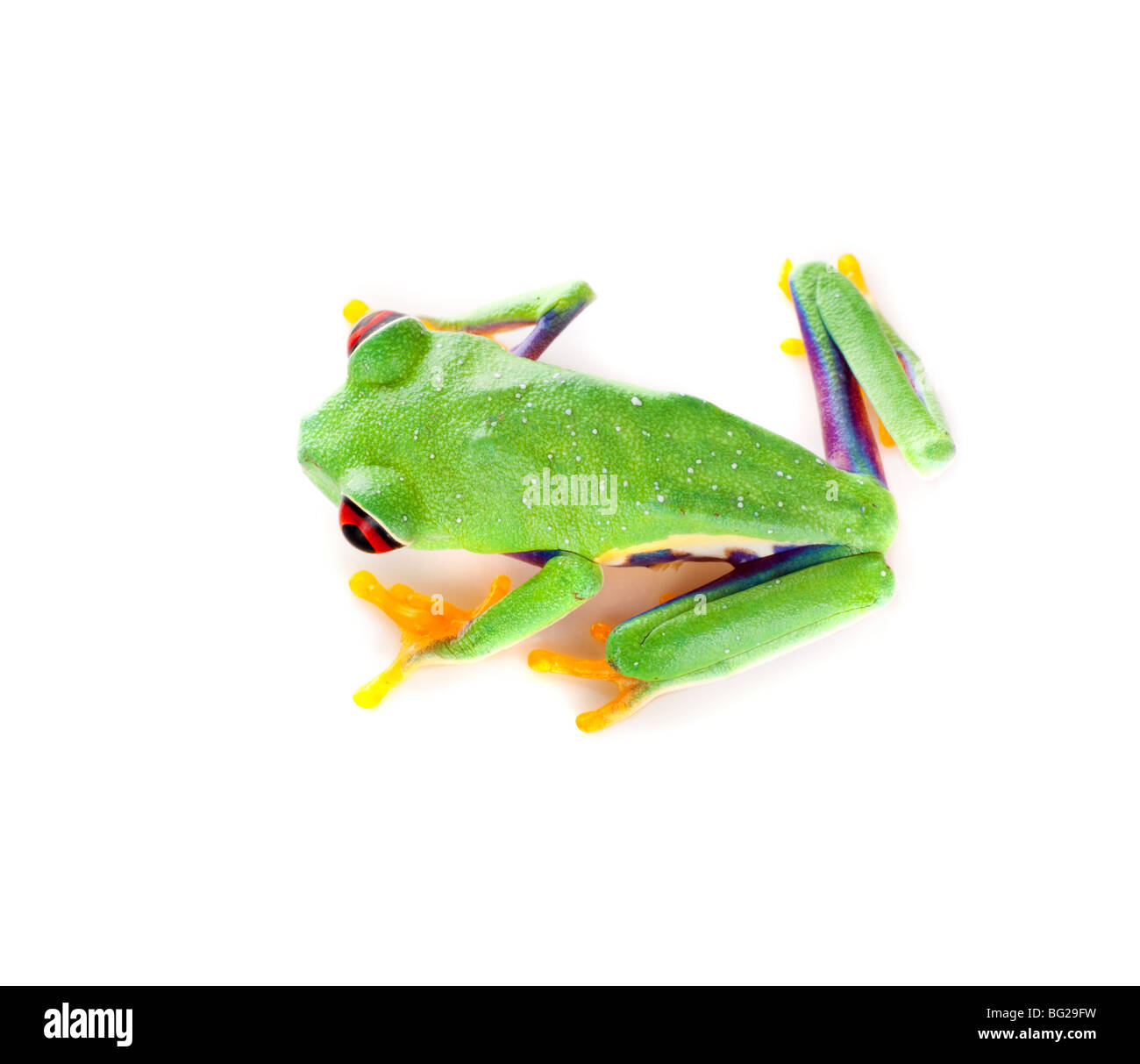 Red eyed tree frog isolated on white Banque D'Images