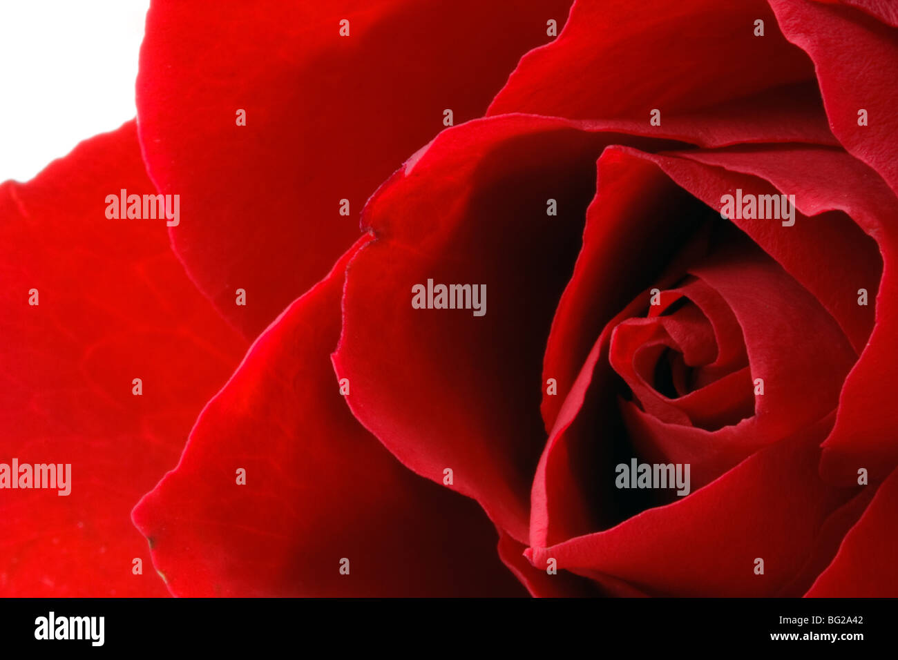 Rose rouge close-up horizontale Banque D'Images