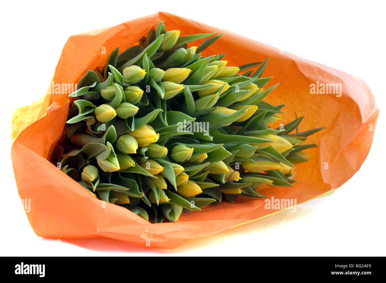 Gros bouquet de tulipes jaunes fraîches enveloppées dans du papier d'orange Banque D'Images